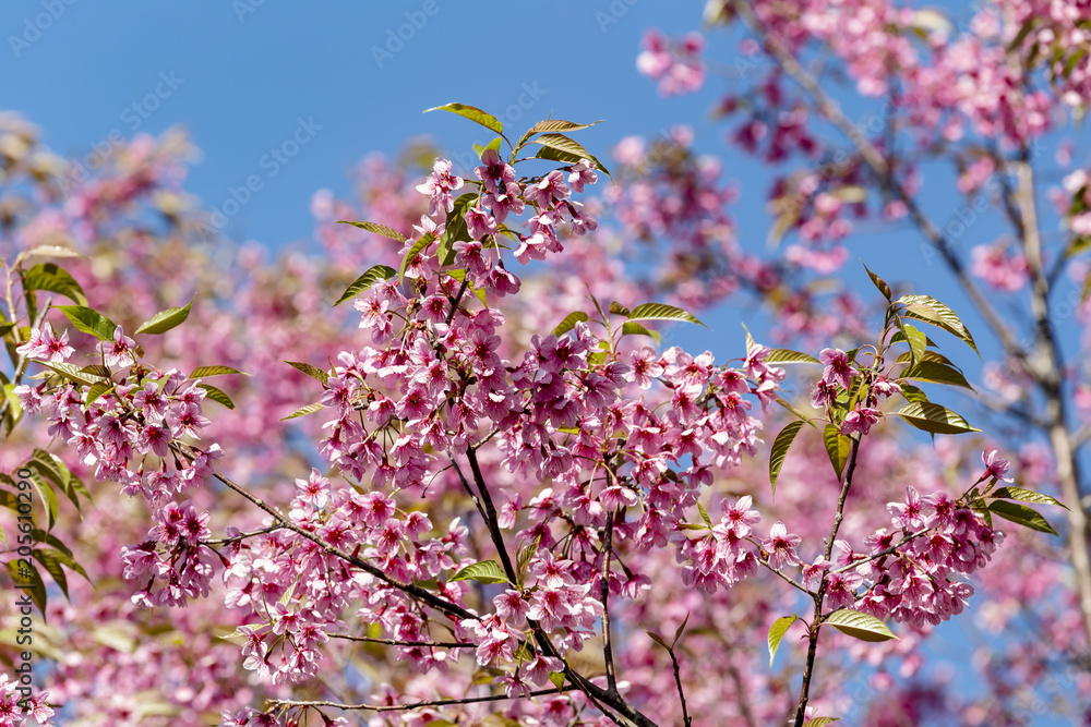 Wild Himalayan cherry (Prunus cerasoides) flowers in blue sky, Thailand's sakura flower Wild Himalayan cherry (Prunus cerasoides) flowers in blue sky, Thailand's sakura flower