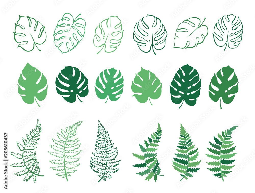 Vector illustration of fern and monstera leaves