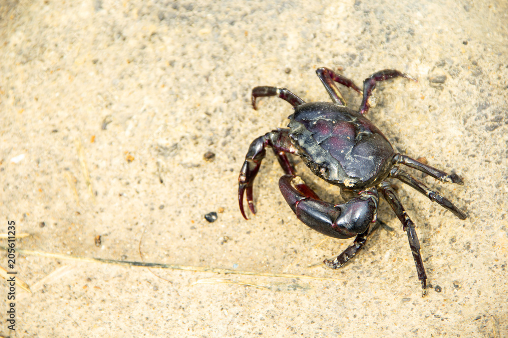 Ricefield crabs walking on the ground in rainy season. Ricefield crabs walking on the ground in rainy season.