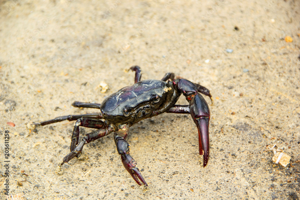 Ricefield crabs walking on the ground in rainy season. Ricefield crabs walking on the ground in rainy season.