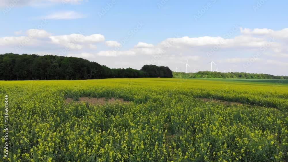 Flight over a rapefield in the country - beautiful aerial footage Flight over a rapefield in the country - beautiful aerial footage