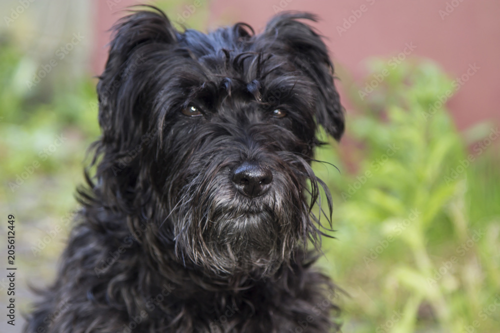 portrait of black schnauzer dog with background wall
