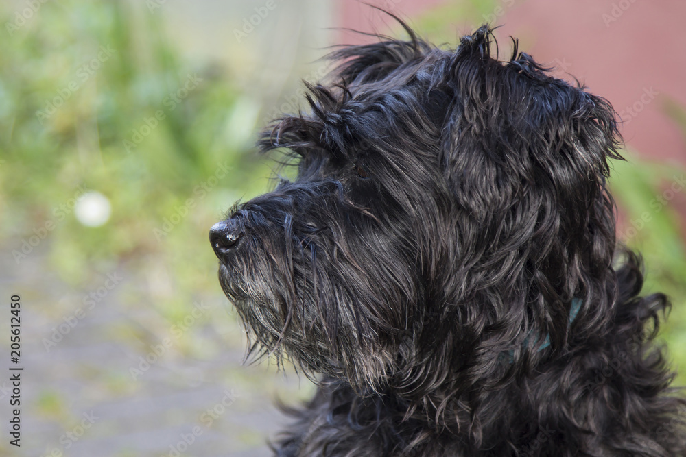 portrait of black schnauzer dog with background wall