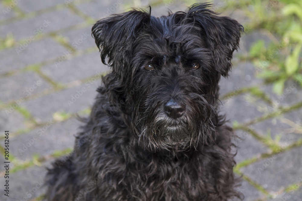 portrait of black schnauzer dog on the street
