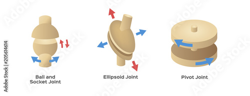 joint type vector
