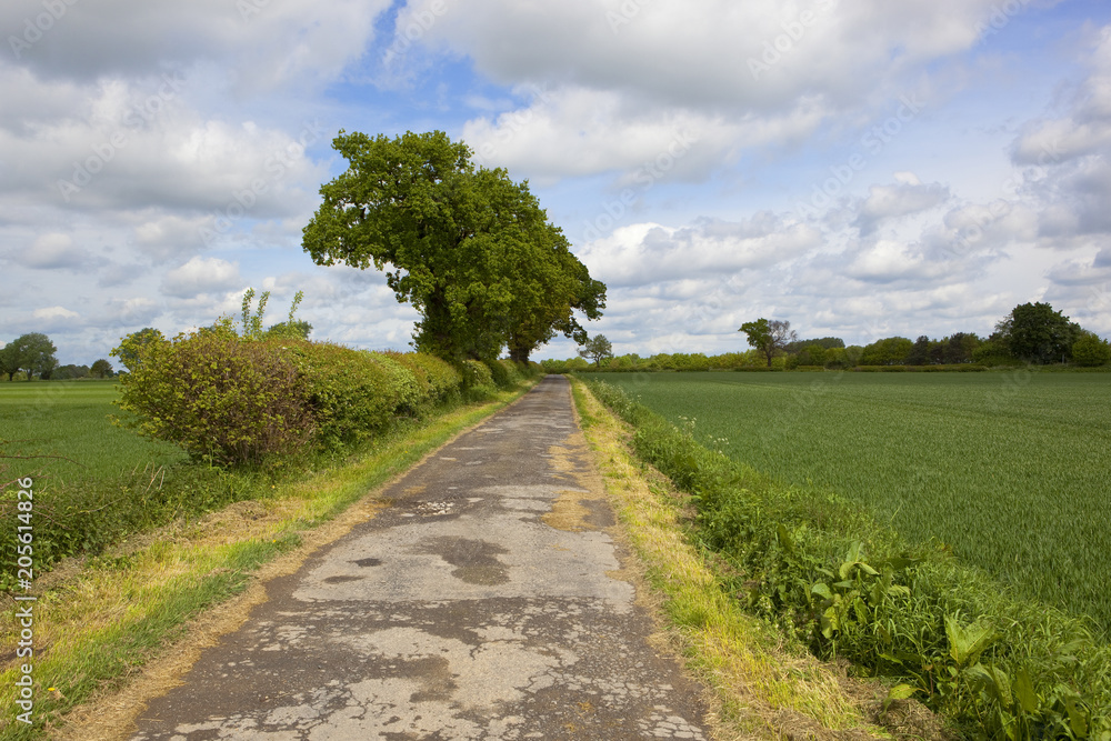 farm track at Naburn