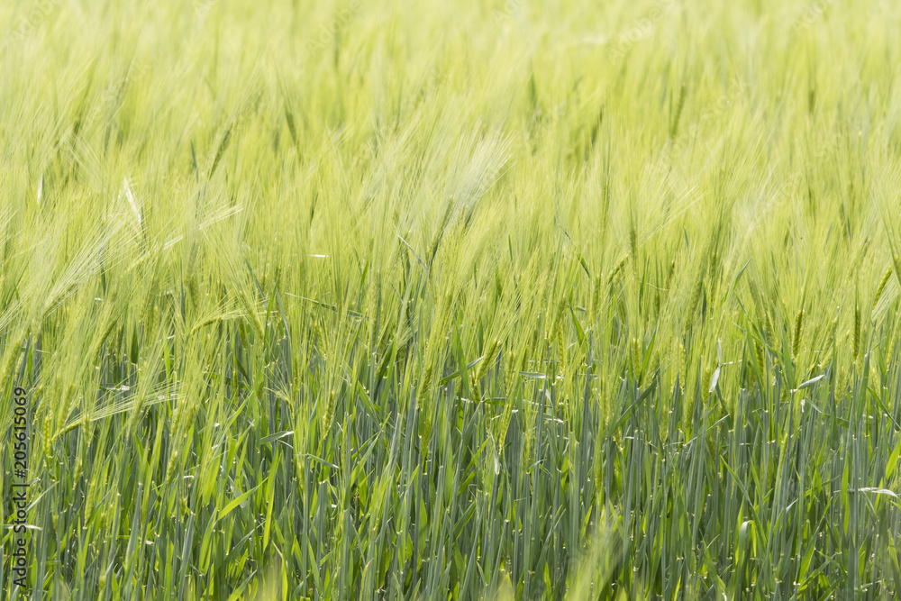 Green barley in the field.