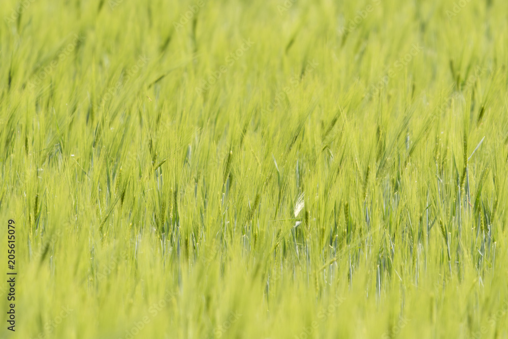 Green barley in the field.