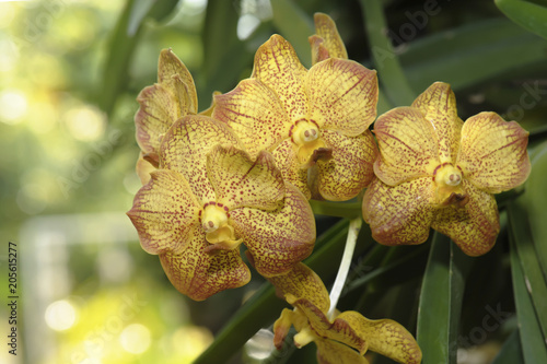 beautiful yellow orchid flower in nature
