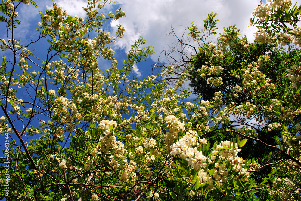 White acacia blooming tree brunches with green leaves and acer tree on blue cloudy spring sky background White acacia blooming tree brunches with green leaves and acer tree on blue cloudy spring sky background