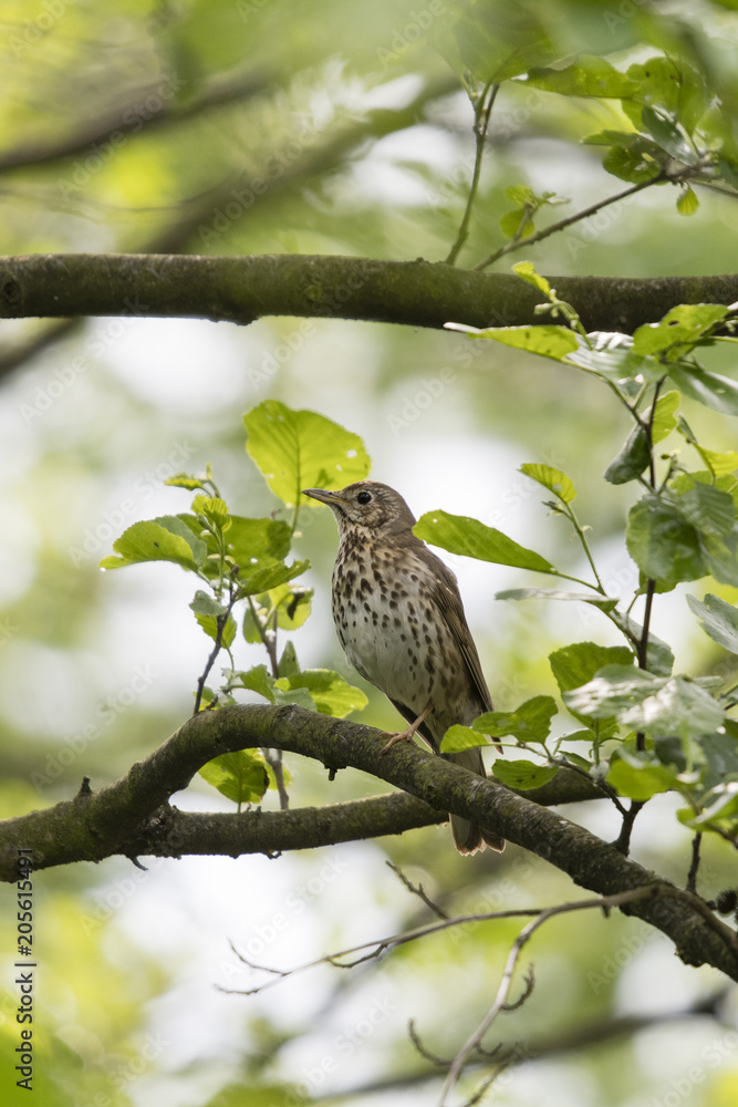 A bark sitting on a branch of alder. A bark sitting on a branch of alder.