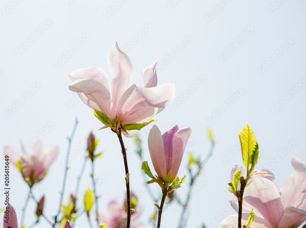 Beautiful pale pink magnolia blossom