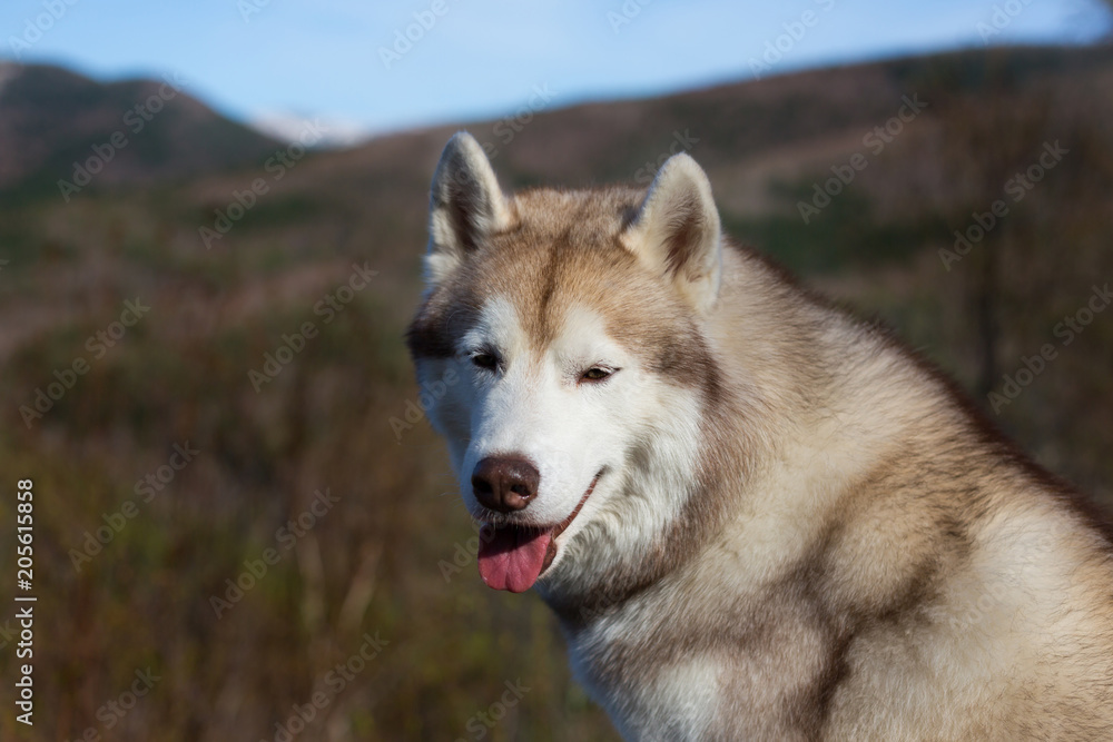 Close-up Portrait of gorgeous beige and white Siberian Husky dog in the forest on mountains background.