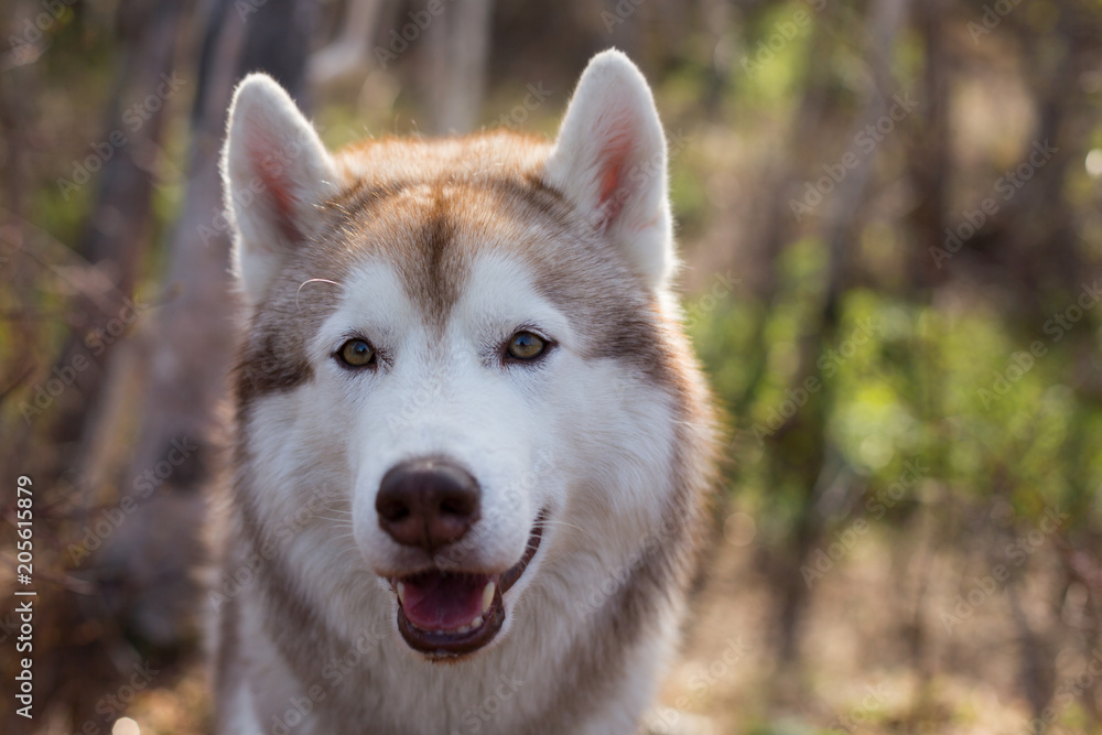 Close-up image of beautiful dog breed siberian husky in the forest on a sunny day. Portrait of friendly dog looks like a wolf Close-up image of beautiful dog breed siberian husky in the forest on a sunny day. Portrait of friendly dog looks like a wolf