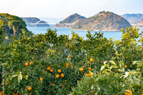 みかん畑　豊島