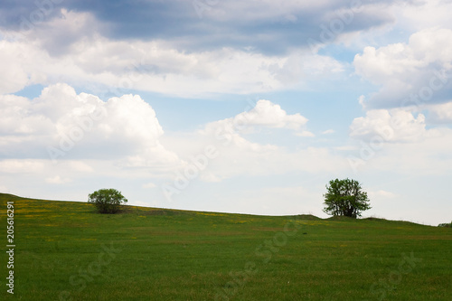 Beautiful landscape with lone trees stands in a green field