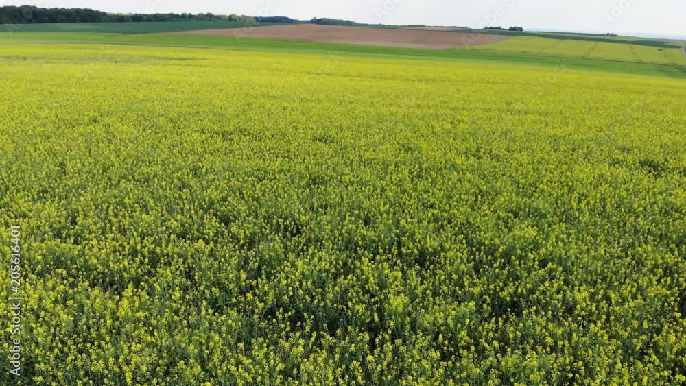 Flight over a rapefield in the country - beautiful aerial footage Flight over a rapefield in the country - beautiful aerial footage