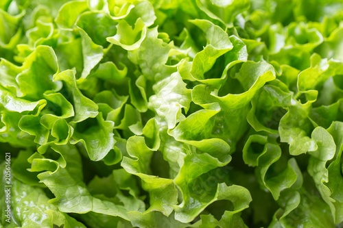 Fresh lettuce background. Fresh green leaves