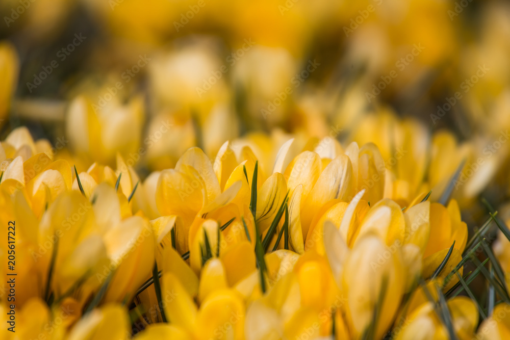 A full garden of flowering yellow drocus in sunny spring day. Spring flowers. Shallow depth of field.
