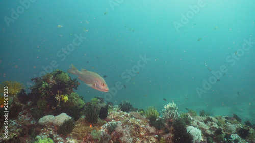 Fish and coral reef at diving. Wonderful and beautiful underwater world with corals and tropical fish. Hard and soft corals. Philippines, Mindoro. Diving and snorkeling in the tropical sea.