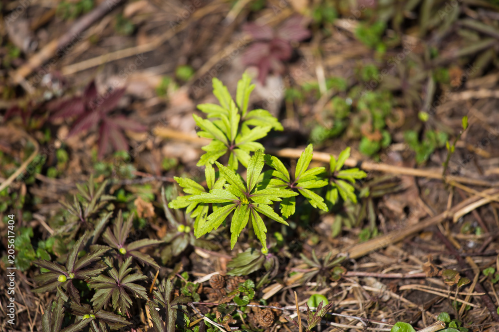 Beautiful green spring leaves in a forest. Nature regrowth in early spring. Shallow depth of field. Beautiful green spring leaves in a forest. Nature regrowth in early spring. Shallow depth of field.