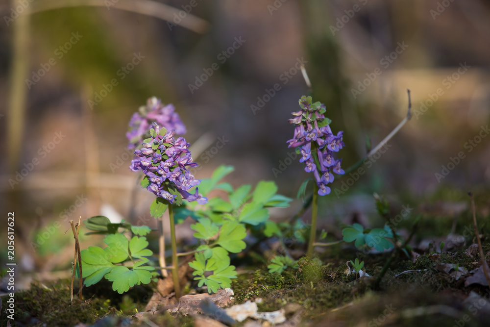 A beautiful purple flower blooming on the ground of forest floor. Spring plants in woods. Shallow depth of field.