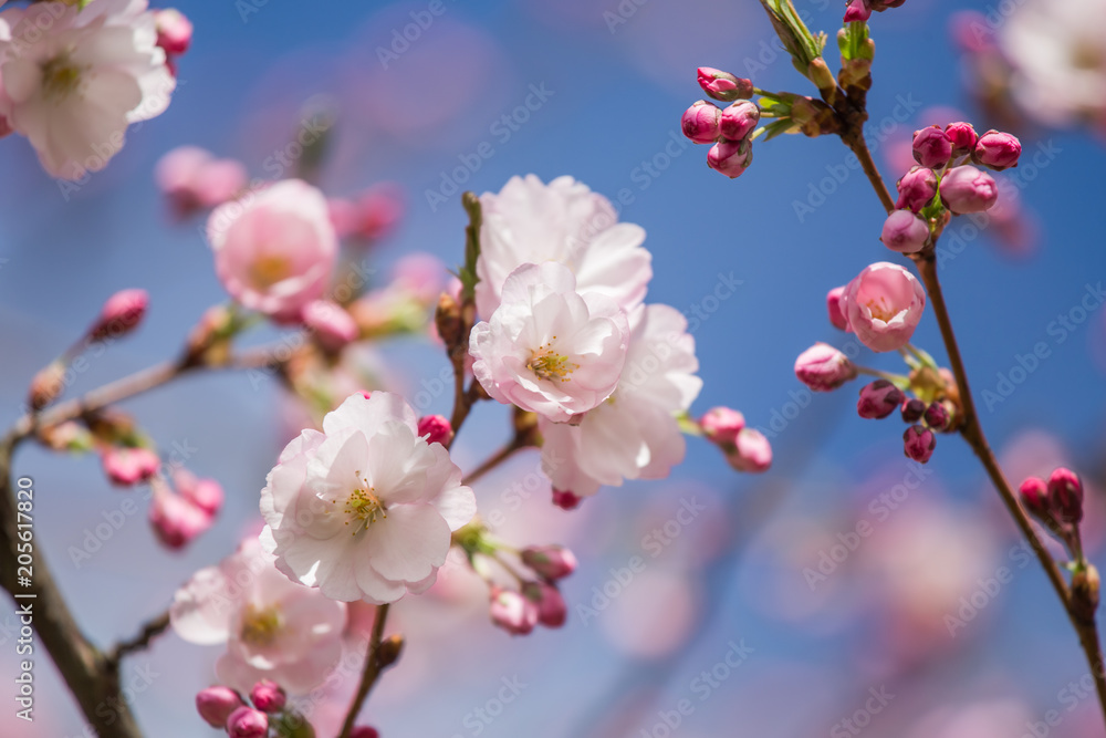 A beautiful sakura cherry blossoms in a sunny spring day. Cherry flowers in natural habitat. Sakura growing in park. Oriental spring atmosphere. A beautiful sakura cherry blossoms in a sunny spring day. Cherry flowers in natural habitat. Sakura growing in park. Oriental spring atmosphere.