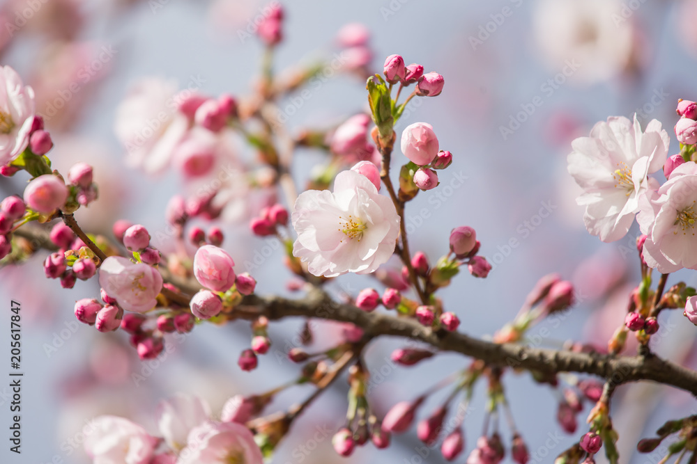 A beautiful sakura cherry blossoms in a sunny spring day. Cherry flowers in natural habitat. Sakura growing in park. Oriental spring atmosphere. A beautiful sakura cherry blossoms in a sunny spring day. Cherry flowers in natural habitat. Sakura growing in park. Oriental spring atmosphere.