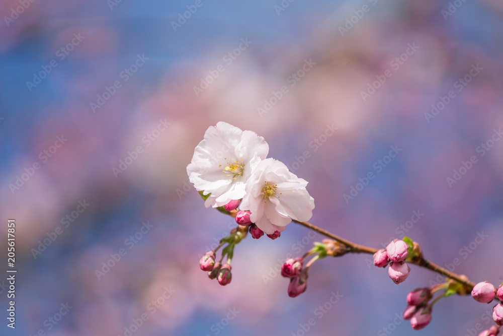 A beautiful sakura cherry blossoms in a sunny spring day. Cherry flowers in natural habitat. Sakura growing in park. Oriental spring atmosphere. A beautiful sakura cherry blossoms in a sunny spring day. Cherry flowers in natural habitat. Sakura growing in park. Oriental spring atmosphere.