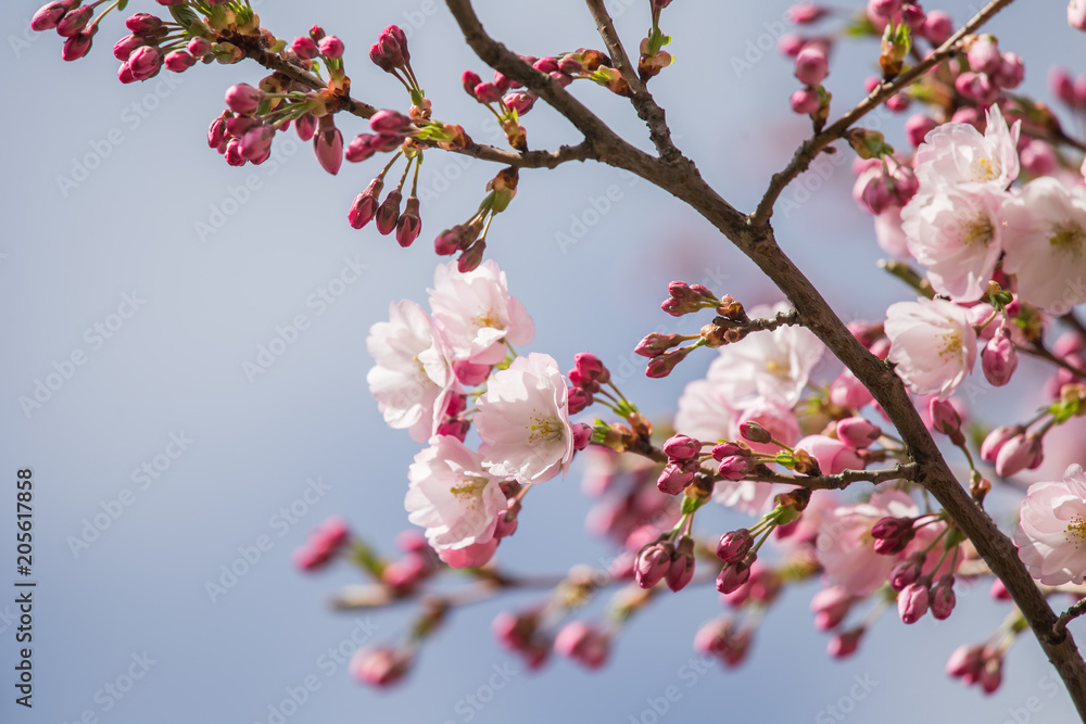 A beautiful sakura cherry blossoms in a sunny spring day. Cherry flowers in natural habitat. Sakura growing in park. Oriental spring atmosphere. A beautiful sakura cherry blossoms in a sunny spring day. Cherry flowers in natural habitat. Sakura growing in park. Oriental spring atmosphere.