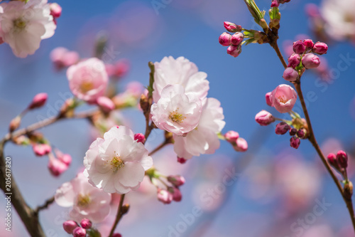 A beautiful sakura cherry blossoms in a sunny spring day. Cherry flowers in natural habitat. Sakura growing in park. Oriental spring atmosphere.