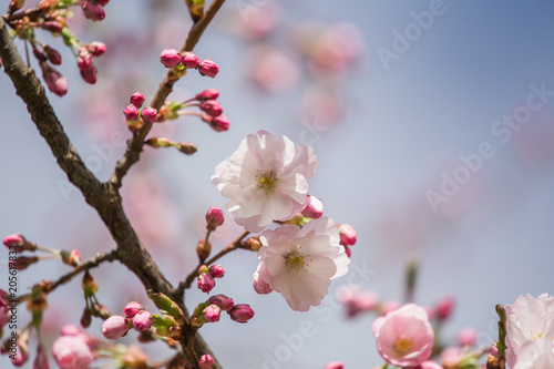 A beautiful sakura cherry blossoms in a sunny spring day. Cherry flowers in natural habitat. Sakura growing in park. Oriental spring atmosphere.