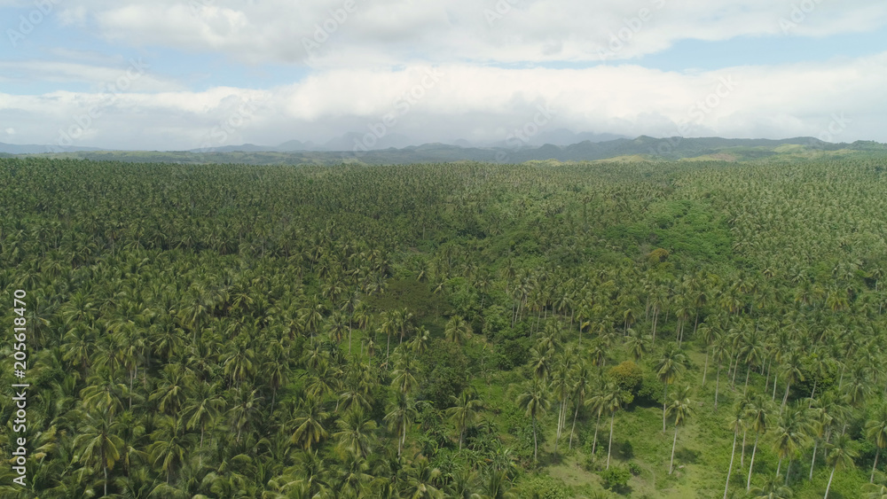 Aerial view of grove of palm trees in the hills against sky and clouds. Hills covered with green vegetation and coconut palms. Philippines, Luzon.