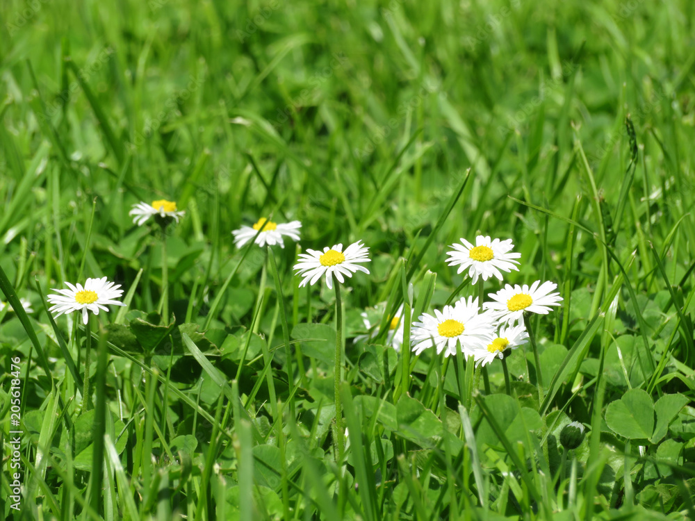 White daisies in green grass. Beautiful chamomile, green meadow with wildflowers, healing herbs background White daisies in green grass. Beautiful chamomile, green meadow with wildflowers, healing herbs background
