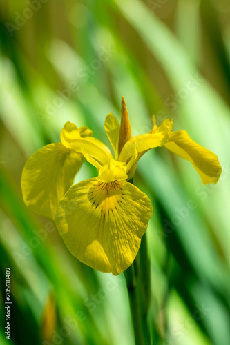 Fototapeta Naklejka Na Ścianę i Meble -  Yellow iris with abstract blurred background