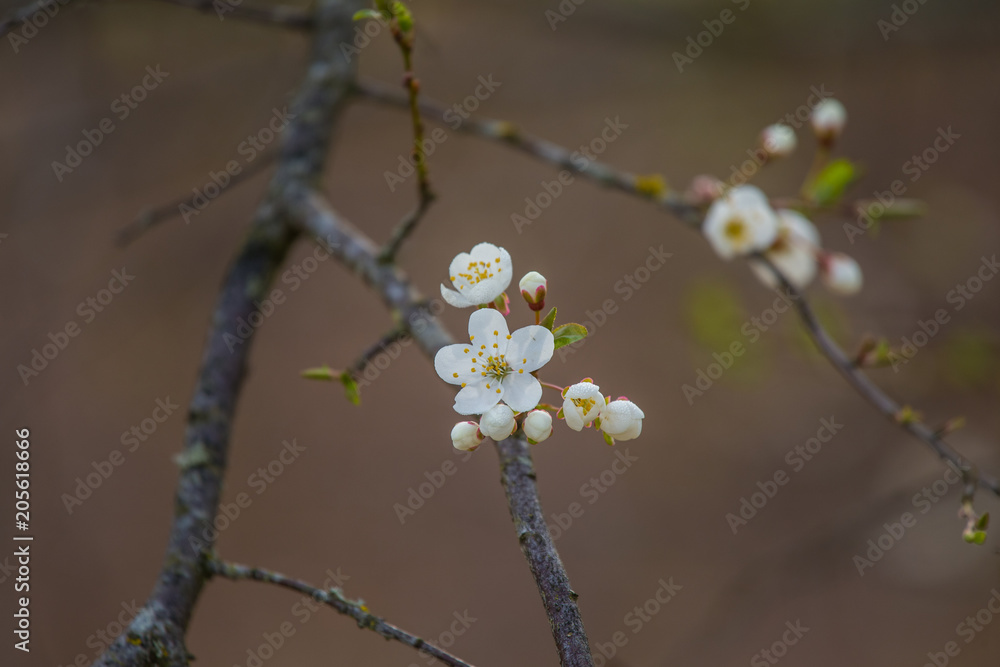 A beautiful white cherry flowers in spring on natural background. Shallow depth of field. A beautiful white cherry flowers in spring on natural background. Shallow depth of field.