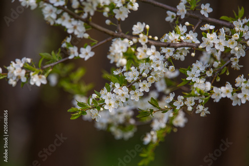 A beautiful white cherry flowers in spring on natural background. Shallow depth of field.