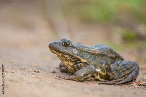 A calm brown frog sitting on the ground neat road in spring. Native animal in spring.