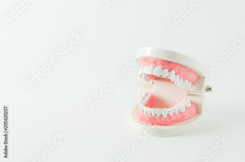 Close up of white teeth model with red gum on white background