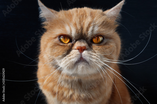 A beautiful redheaded pet cat on a dark background looks at the camera