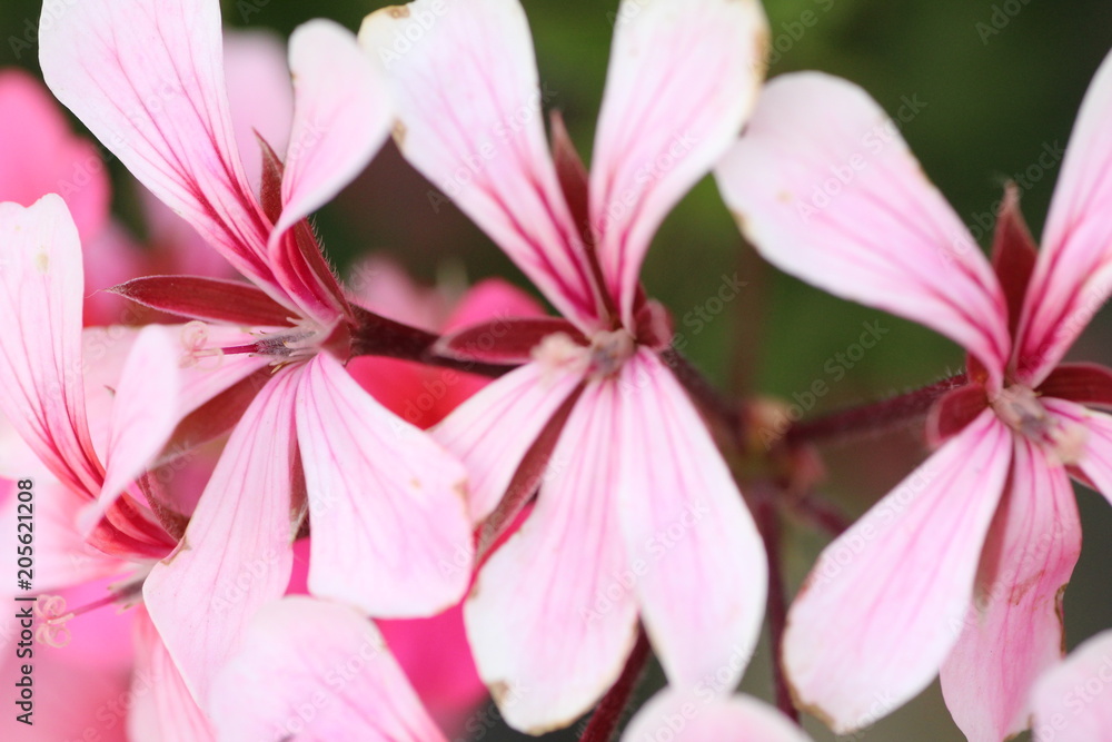 Fototapeta premium Fiori Macro