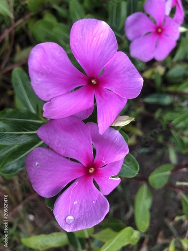 Pink purple flower beauty of nature
