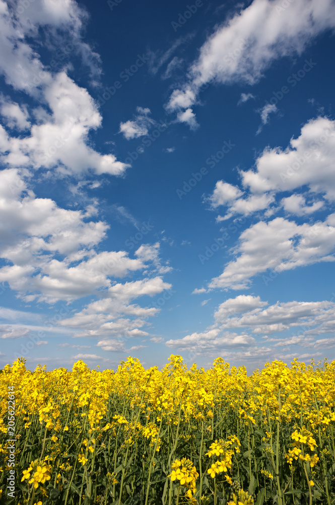 Rape field in blossom Rape field in blossom