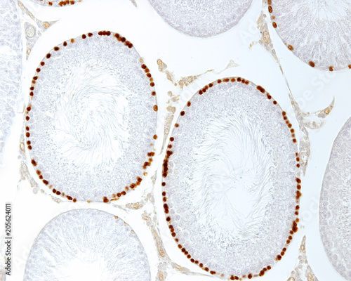 Seminiferous tubules. Labelling of proliferating cells photo