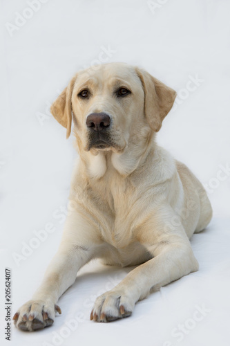 Labrador retriever poseert.