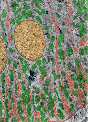 Kidney. Basal infoldings photo