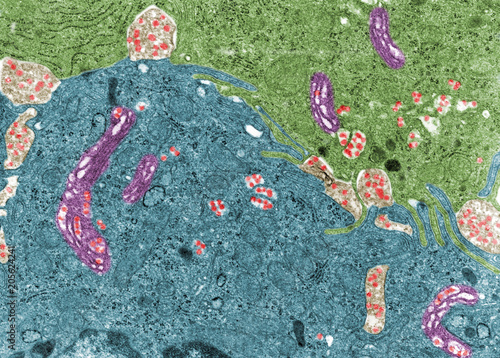 Chylomicrons. Intestinal cells photo