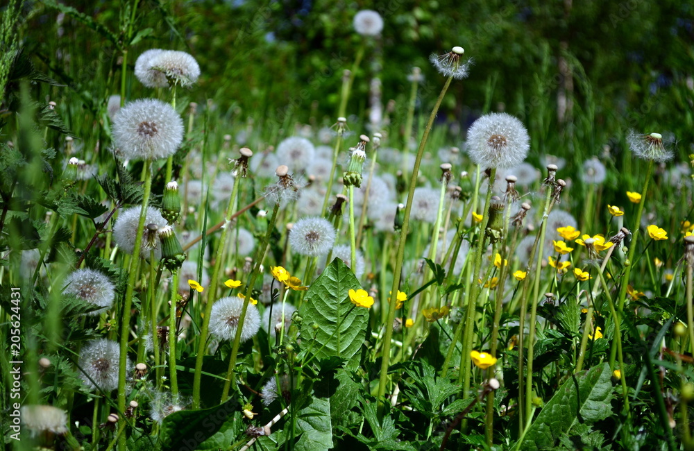 Obraz premium Hintergrund pusteblumenwiese