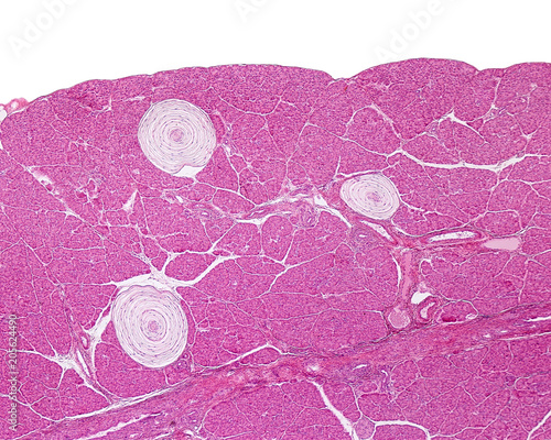 Pacinian corpuscle. Cat pancreas photo