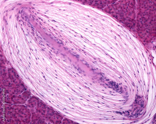 Pacinian corpuscle